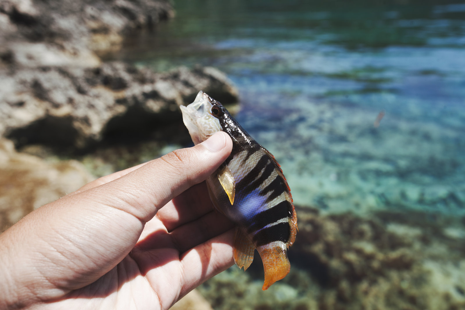 fisherman-s-hand-holding-fish-near-sea_result.jpg