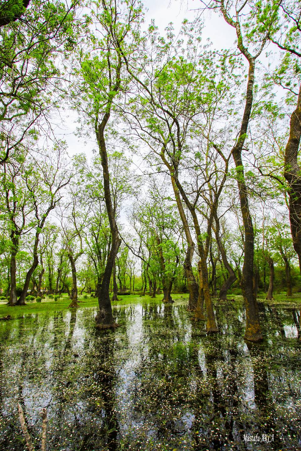 Kızılırmak Deltası